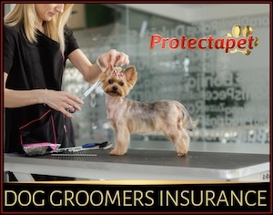 Dog and pet groomers insurance in Spain